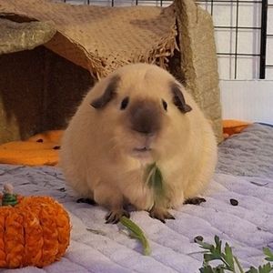 Meet your Posher, Marcy